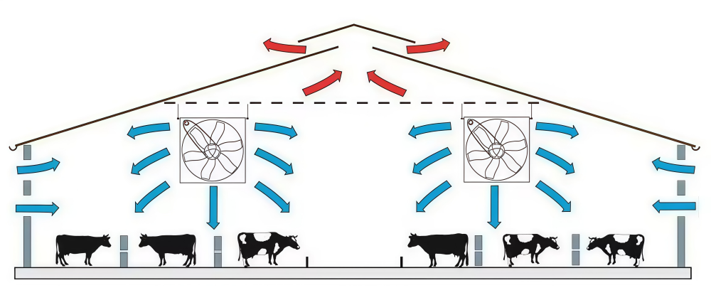 steel structure cattle barn
